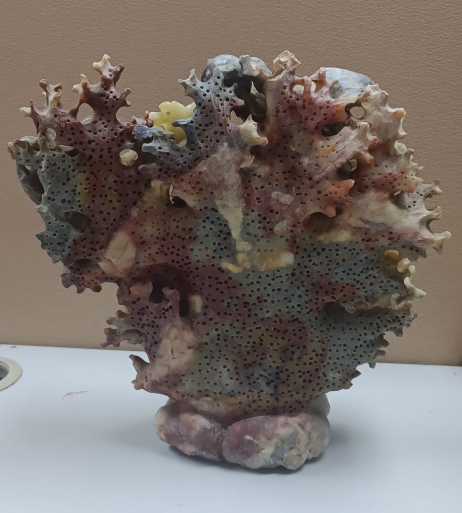 Coral A